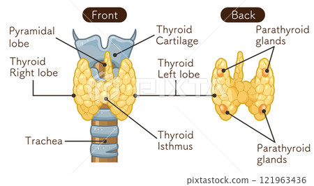 thyroid, throat, singing voice 121963436