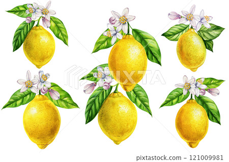 Lemon, branch with leaves, flowers, citrus fruits, botanical painting collection tropical fruit. watercolor illustration 121009981