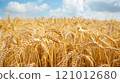 Golden wheat fields sway, showcasing a bountiful harvest - the reward of a well-managed pension plan. 121012680