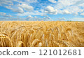 Golden wheat fields sway in the breeze, epitomizing the fruits of diligent financial planning and a nurtured pension. 121012681