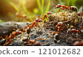 A bustling anthill mirrors the teamwork and community spirit key to pension fund growth. 121012682