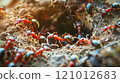 A bustling anthill exemplifies teamwork and unity, vital for successful pension fund accumulation. 121012683