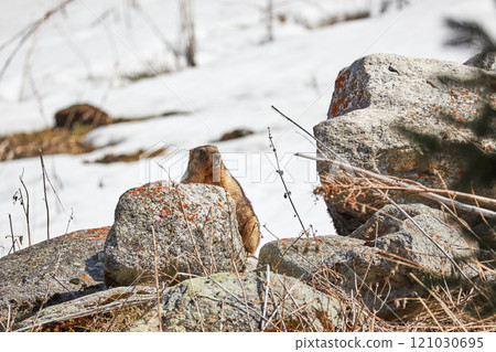 Marmot among rocks 121030695