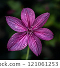 Vibrant purple flower with dew drops against lush green background 121061253