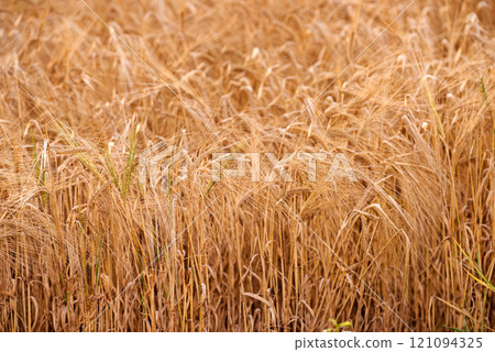 Closeup of wheat growing on a farm on a sunny day outdoors. Detail and texture of golden stalks of grain being cultivated on a cornfield in the rural countryside. Ripening harvest for agriculture 121094325