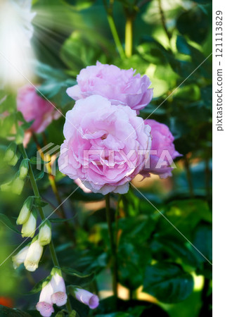 Beautiful pink rose budding on a tree in a garden. Closeup of a pretty summer flower growing in nature. Petals blossoming on a floral plant. Flowerhead blossoming in a park in spring 121113829