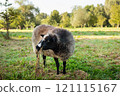 A black-faced sheep grazing on fresh grass in a lush green pasture, surrounded by trees on a sunny day 121115167