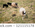 A group of sheep grazing in a grassy pasture, showcasing a natural rural setting with vibrant greenery 121115178