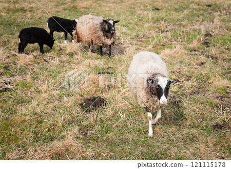 A group of sheep grazing in a grassy pasture, showcasing a natural rural setting with vibrant greenery 121115178