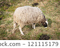 A close-up image of a sheep grazing on grass in a rural pasture, highlighting its wooly coat and natural surroundings 121115179