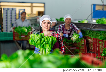 Positive Hispanic workwoman working on lettuce sorting line in vegetable factory 121147009