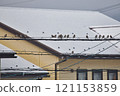 First snow and sparrows on the power lines 121153859