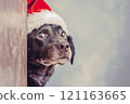 Cute dog in a santa red hat peeking out from around the corner 121163665