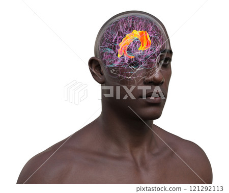 Human brain with highlighted cingulate gyrus, 3D illustration 121292113