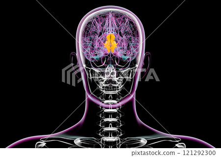 Human brain with highlighted cuneus gyrus, 3D illustration 121292300