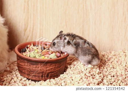 Domestic Djungarian Hamster Eats Food. Ceramic Feeding Bowl. Campbells dwarf Hamster Phodopus campbelli. In Cup of Grain, Seeds and next to House for Hamster 121354542