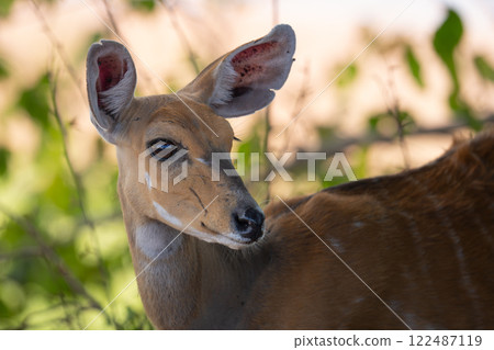 Close-up of Cape bushbuck standing turning head 122487119