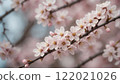 Cherry blossoms in full bloom that herald the arrival of spring 122021026