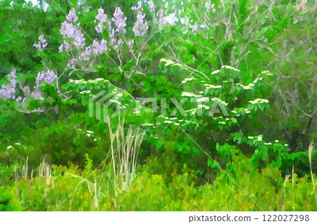 Izu Peninsula in early summer: Paulownia and dogwood 122027298