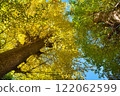 Comparing the yellow and red leaves of ginkgo trees 122062599