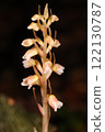 Nature Plants Kagomeran, a specimen from Ishigaki Island. The number of flowers is a little small? 122130787