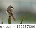 Animals, Wild Birds, Subspecies of the Japanese bush shrike, Ishigaki Island in winter. Searching for food in a pine field near a residential area 122157800