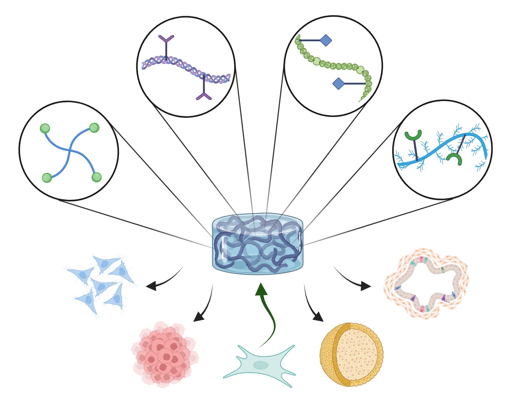 Read more: Polymeric Biomaterials for Tissue Regeneration - Chien-Chi Lin