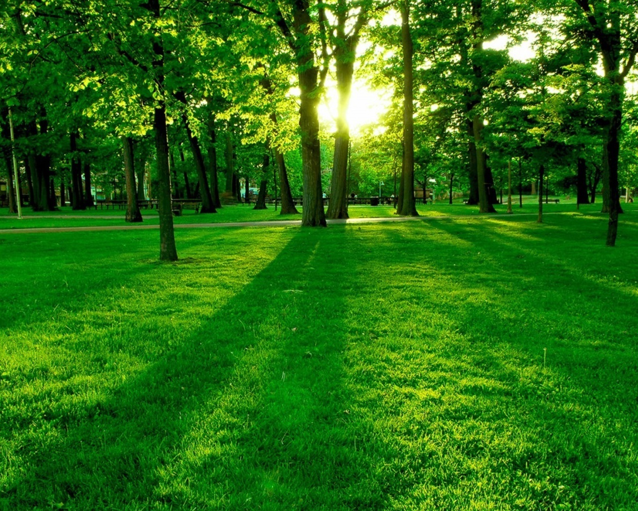 Green Forest Wide Secreen Wallpaper