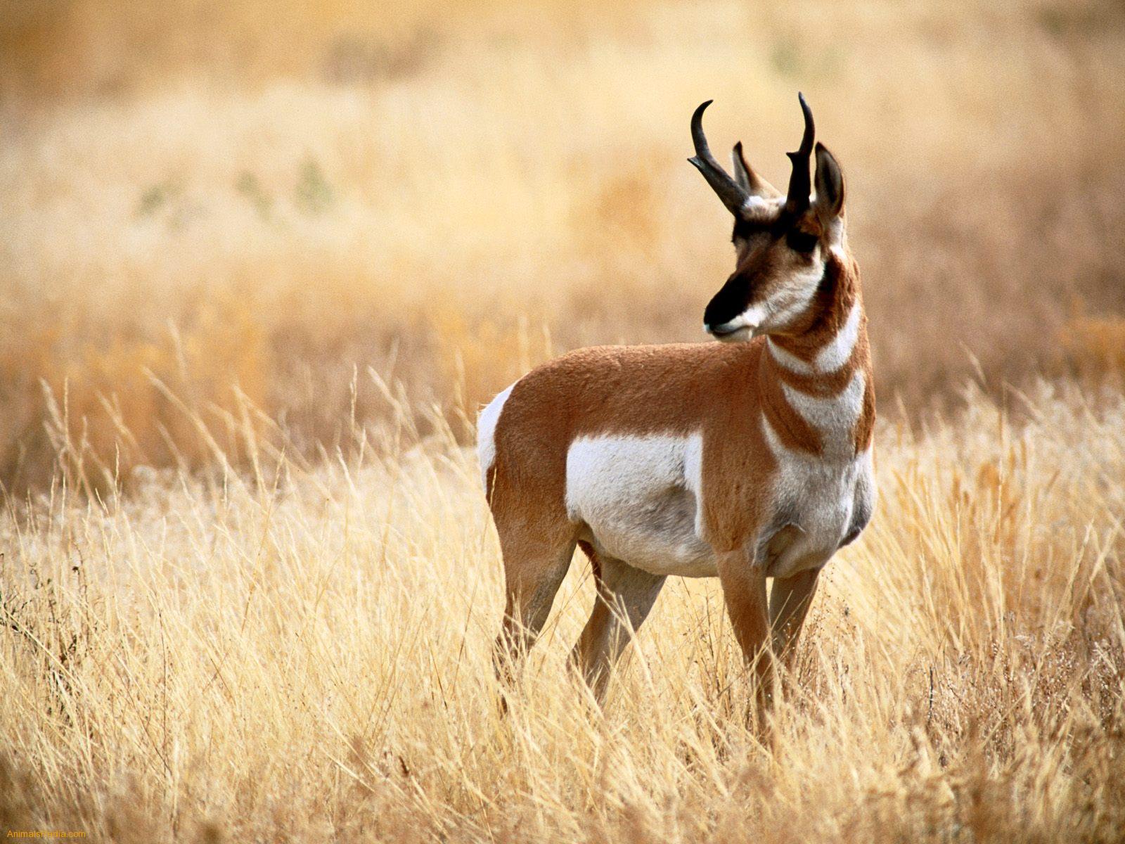 Pronghorn Antelope