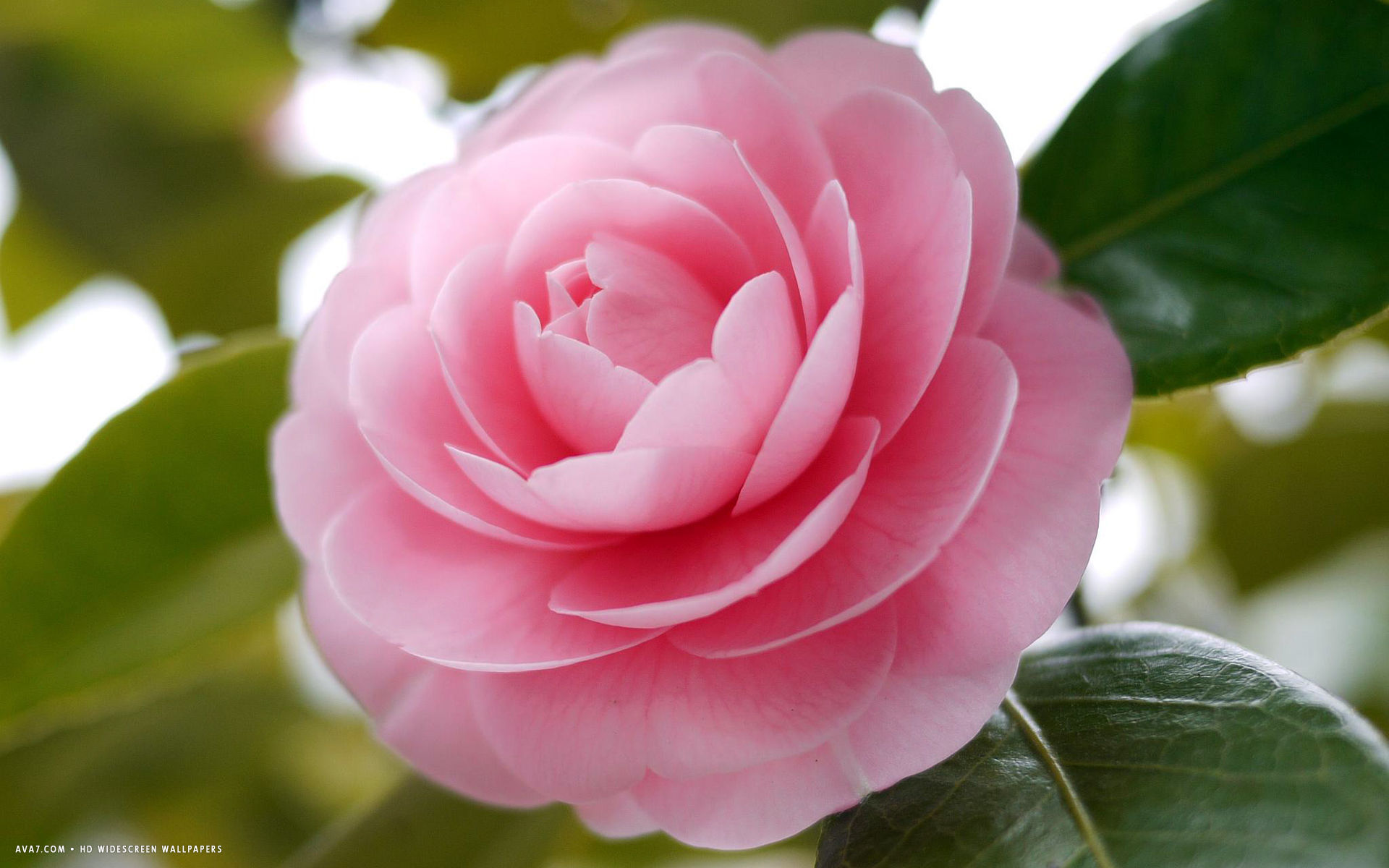 Camellia—This beautifully elegant evergreen shrub is the state flower of Alabama. Camellia's flowers ...