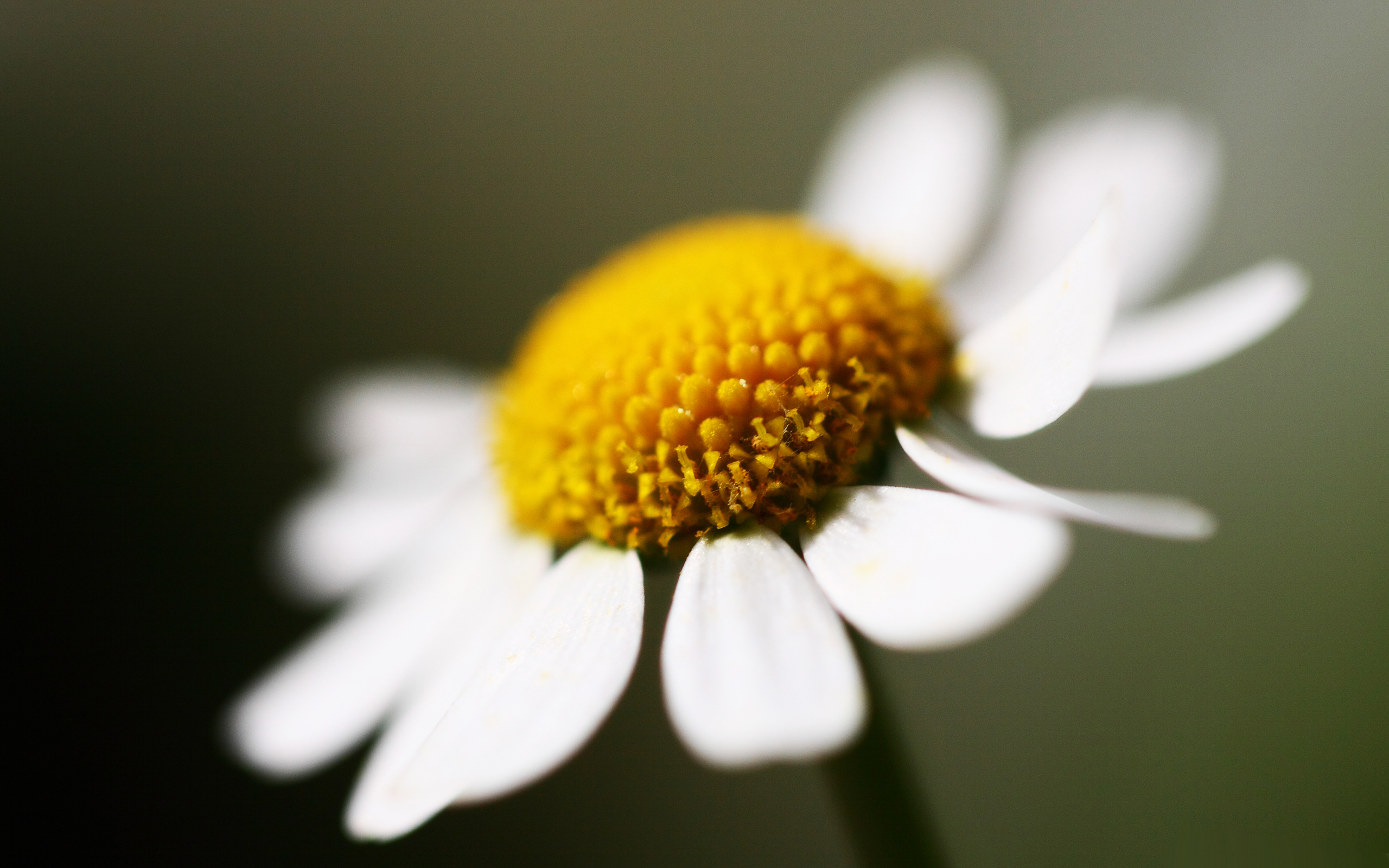 White Camomile