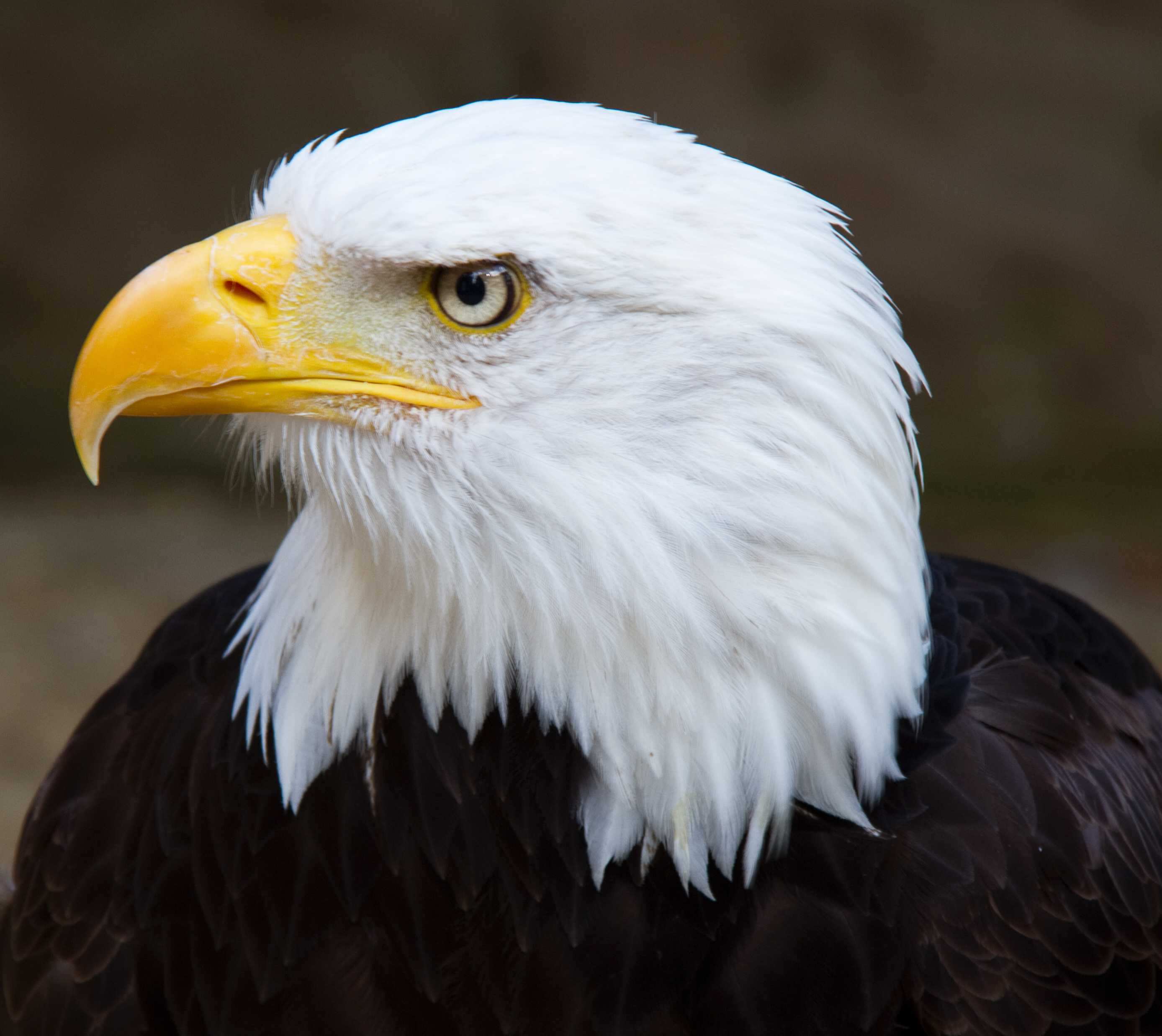 File:Bald Eagle Head 2 (6021915997).jpg - Wikimedia Commons