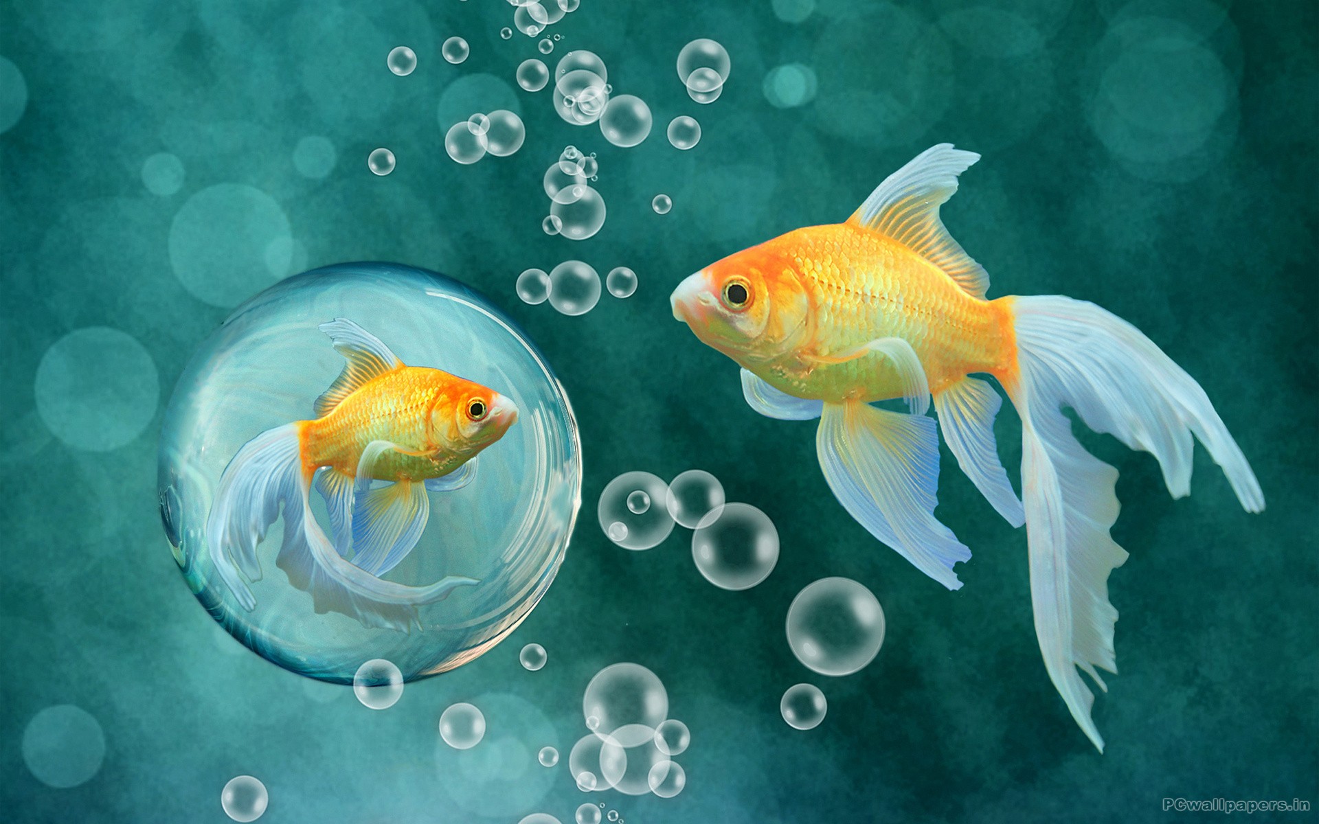 Fish Wallpaper Image Hdwallpapersdownloadcom 1920x1200px