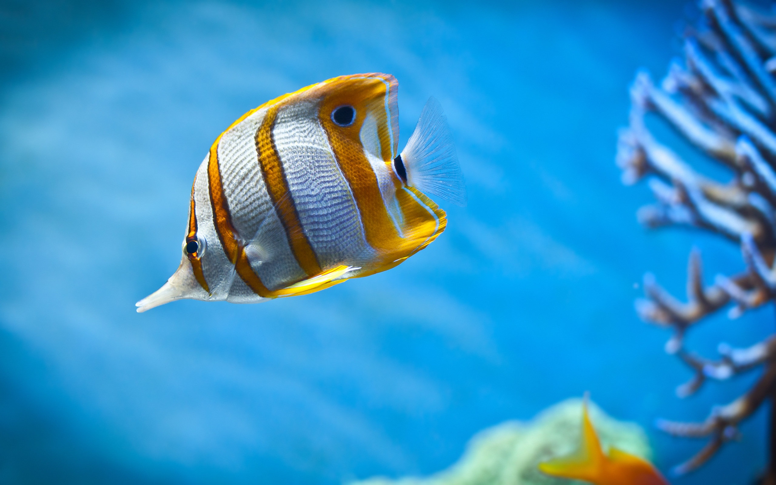 Fish Wallpaper · Fish Wallpaper ...