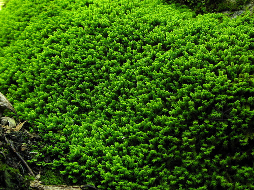 779hk-moss.jpg -- Brilliant green ...