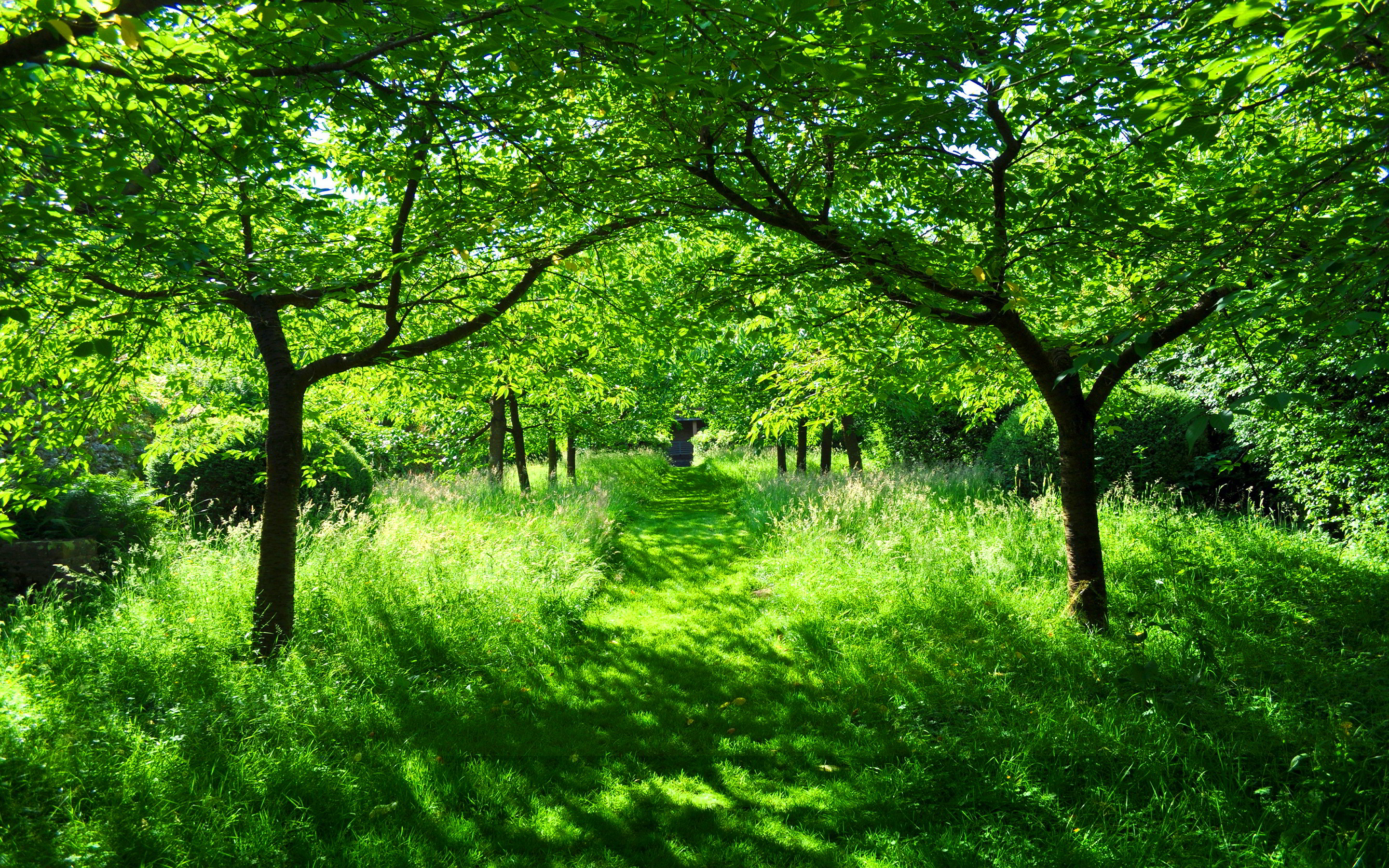 Green summer garden