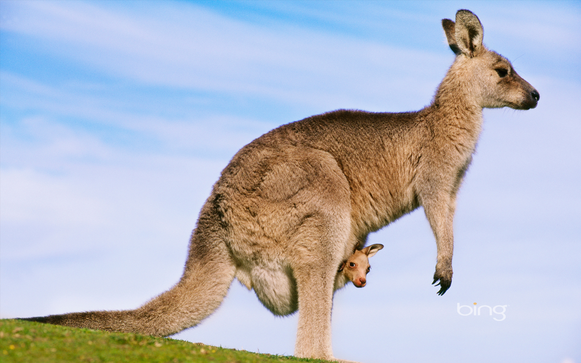 Kangaroo Kangaroo australia wallpaper