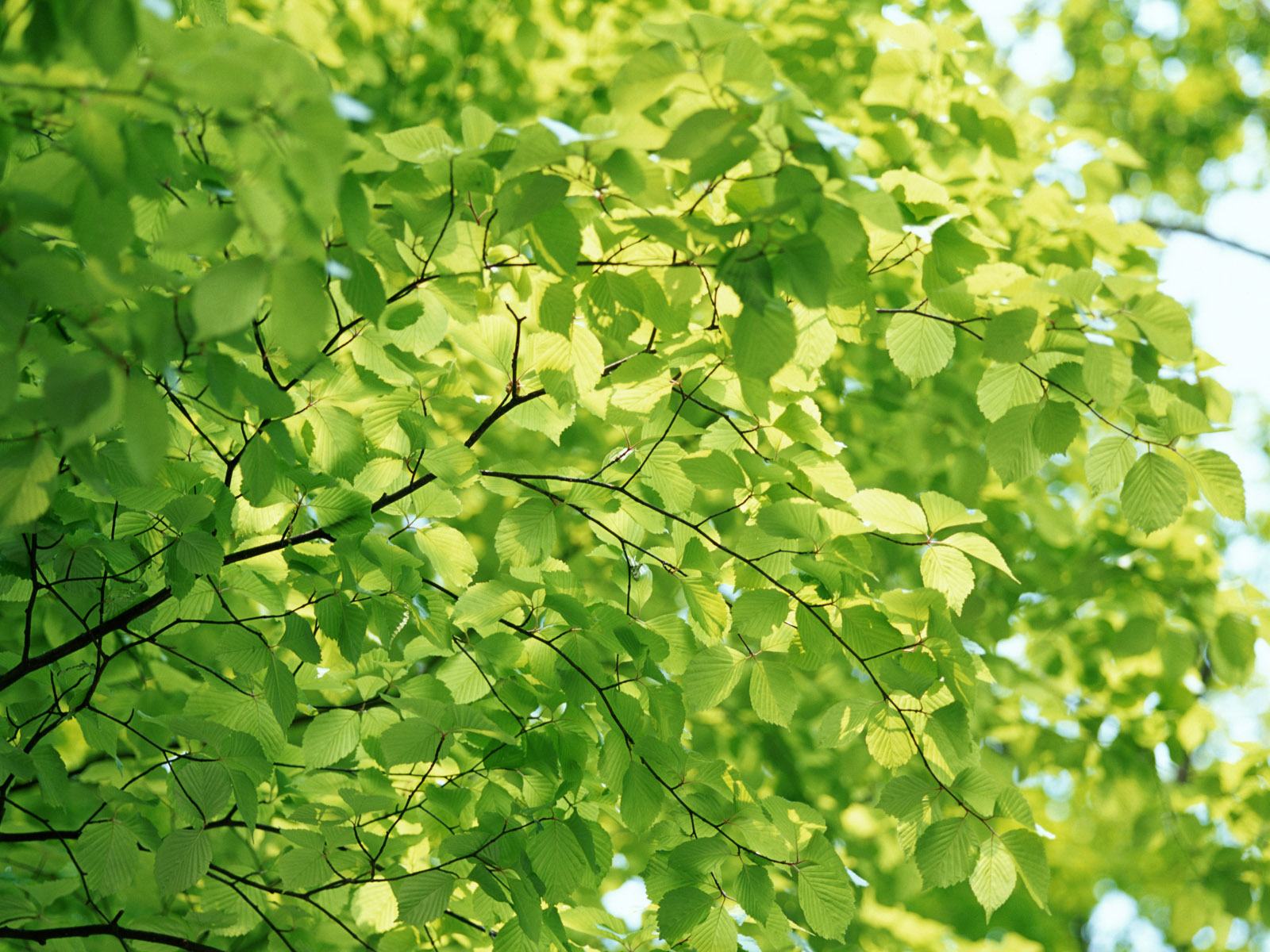 Wallpaper green background Tree Leaves