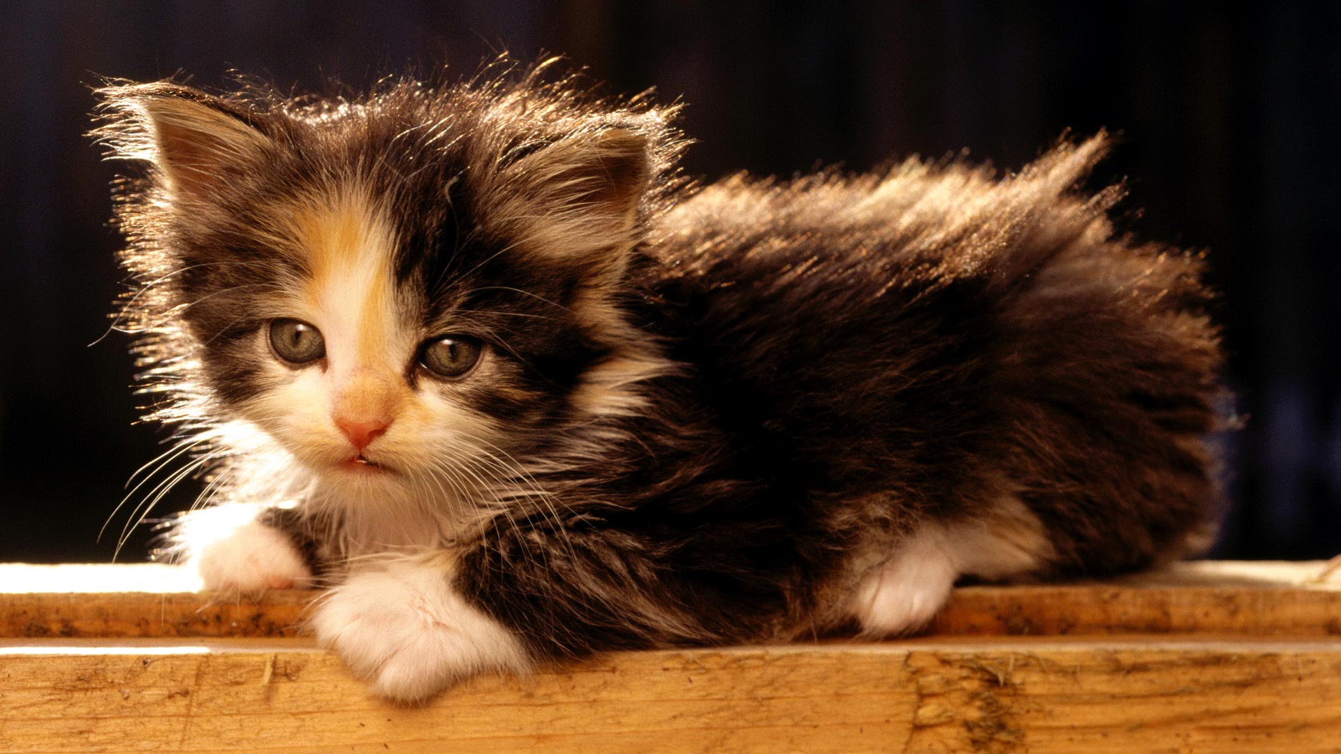 Widescreen Hd Wallpaper Gt Animals Cute Fluffy Kitten