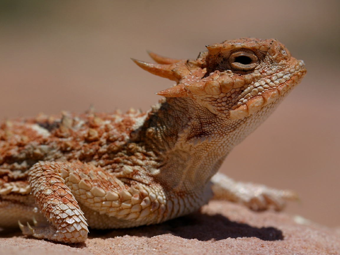 Horned Lizard