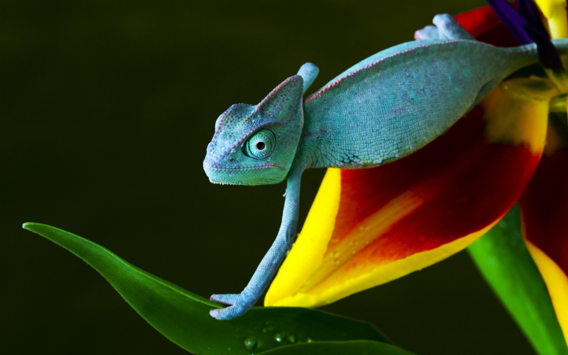 Awesome Lizard Wallpaper