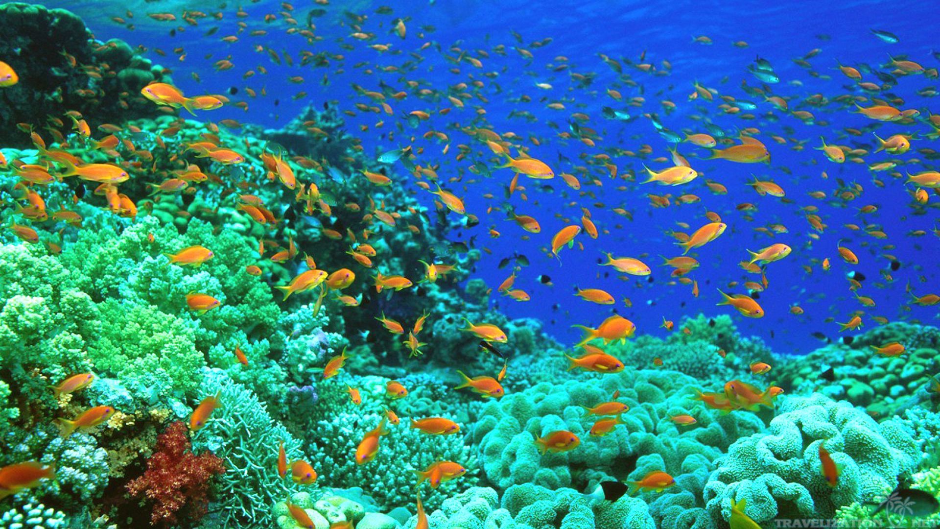 Ocean Life Wallpapers 30949 1600x1000 px