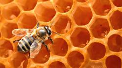 Dr Huber: Glyphosate Could Cause Bee Colony Collapse Disorder (CCD)