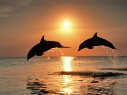 pictures of dolphins