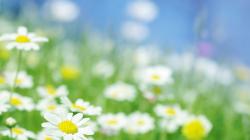 nature daisies wallpaper backgrounds field light daisy