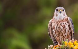 Merlin Bird Falco Columbarius