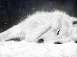 Stunning White Wolf Wallpaper 1024x768px