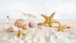 amazing starfish widescreen high definition full free desktop background pictures