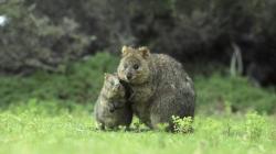 Quokka Eating Gif Quokka eating. Animals For Quo.