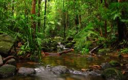 HD Rainforest Wallpaper